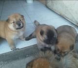 Perritos Chow Chow