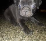 Pug Macho de Venta