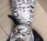 Gatitos