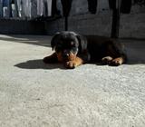 Se Vende Hermosos Rottwailer
