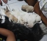 Perros Lobos
