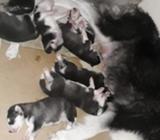 Husky Siberiano