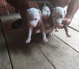 Pitbulls Raza Pura