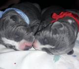 Perritos en Venta