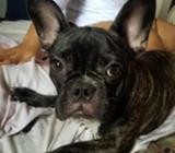 Bulldog Frances