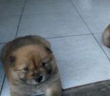 Perro Chow Chow