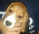 Hembra Beagle