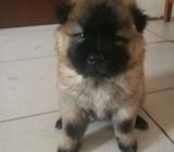 Perritos Chow Chow