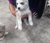 Huskys Siberianos Ultimos