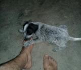 Se Venden Cachorritos de 7 Semanas de Na