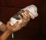 Pitbull de Venta Original Raza Pura