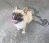 Hermoso Pug