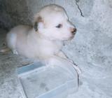 Vendo Husky Siberiano