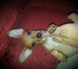 Chihuahua