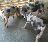 Lechonas Reproductoras