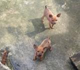 Se Venden Cachorras Pincher Niniatura