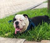 Bull Dog para Monta