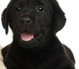 Cachorro Labrador