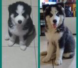 Husky Siberiano Edad 5 Meses
