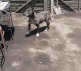 Rocko Listo para Montas