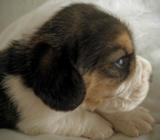Cachorro Beagle