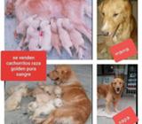 Venta de Perro