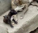 Pitbull