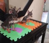 de Venta Doberman Pinchers
