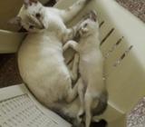 Hermosa Gata Siamesa