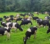 vendo ganado de leche