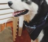 Husky para Monta