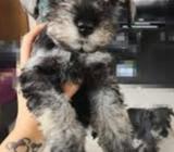 Scnauzer Babys Pupis