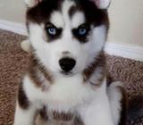 Siberianos Genuinos .155