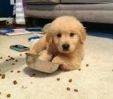 Goldennnn Rsttri 130