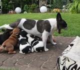 Bulldog Francés Hermosos Cariñosos