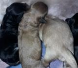 Vendo Perritas Fresh