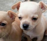 Chihuahuas de Carteritas