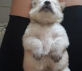 Lobos Mezclado con Chow Chow