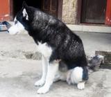 Se Nesecita Macho Malamute para Monta