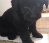 Poochow Hembra Lengua Morada