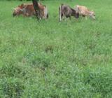 Vaconsitas Jersey de Potrero Puras