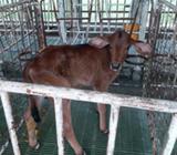 Terneros Gyr Lechero