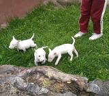 Bull Terrier Puros