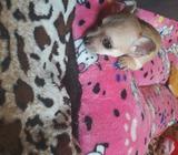 Chihuhuas Cabeza de Manzana