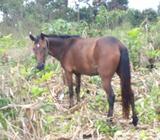 Caballo Pony Potro de Ofertra