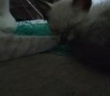 Se Venden Gatitos Siameses Linyx Pointer