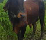 Vendo Toro Gir Lechero
