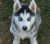 Lobo siberiano hembra con carnet