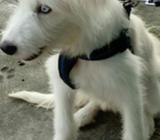 Se Vende Es Jugueto