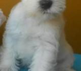 Bebesitos Scnauzzerr Toiss.129